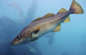 #1 cod generalist fish moving poleward